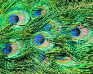 peacock feathers